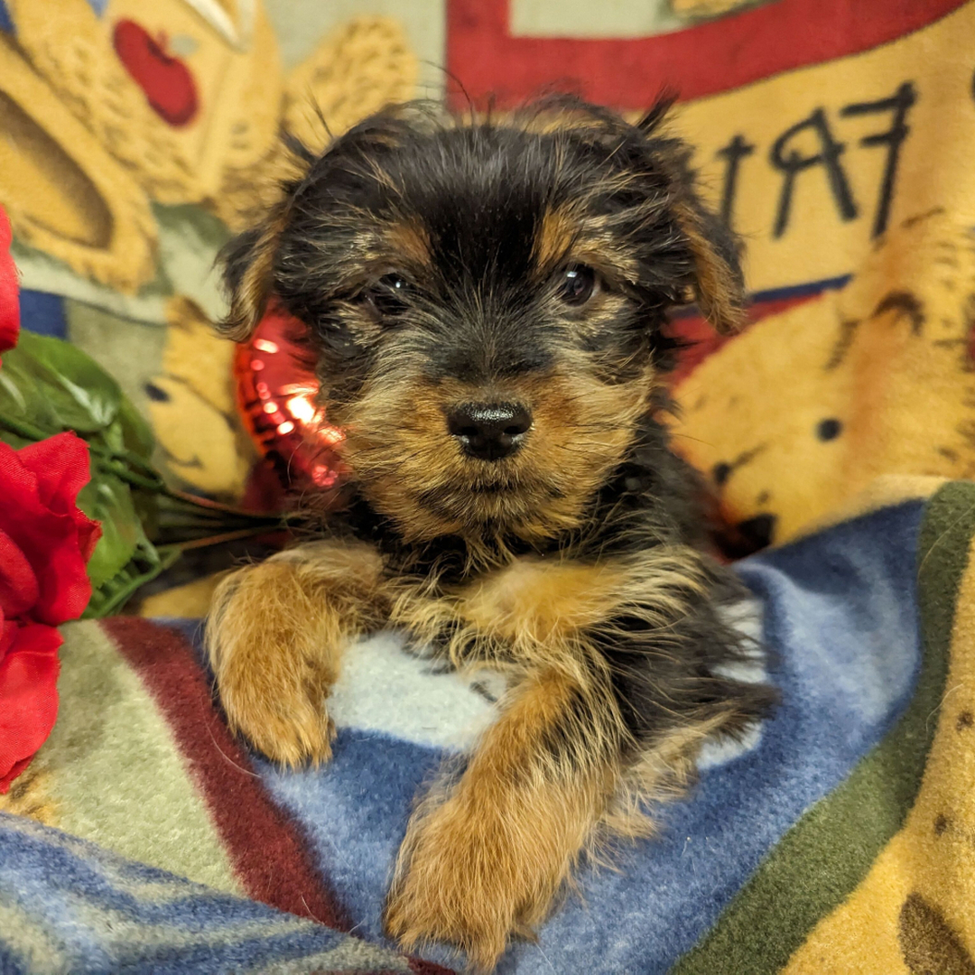 Matthias - Yorkshire Terrier Puppy